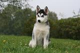 SIBERIAN HUSKY 1035